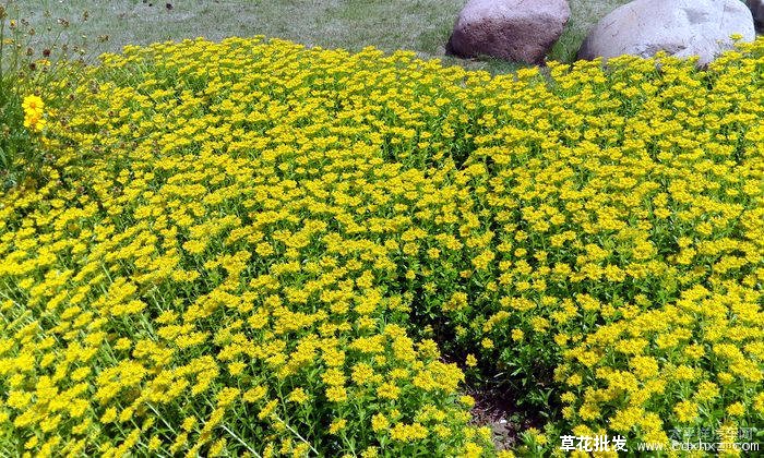 黄金菊(图7) 黄金菊图片基地实拍图