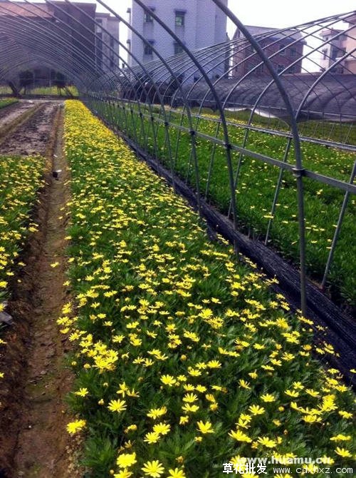 黄金菊(图4) 黄金菊图片基地实拍图