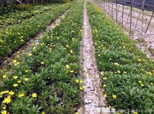 黄金菊(图5) 黄金菊图片基地实拍图