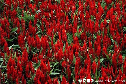 红色的火炬花实拍图