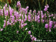 假龙头市场什么价格，假龙头采购去哪里