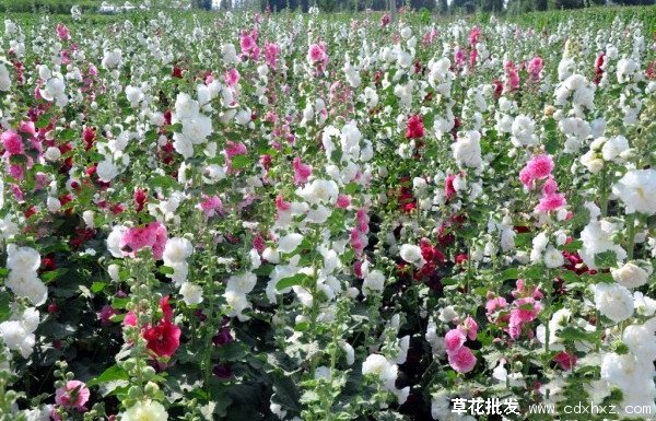 锦葵图片基地实拍图