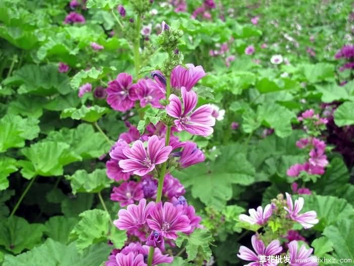 北方春天开花的宿根花卉有哪些?