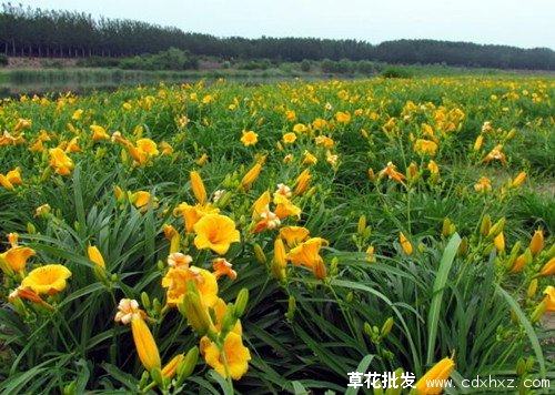 金娃娃萱草宿根花卉基地实拍图