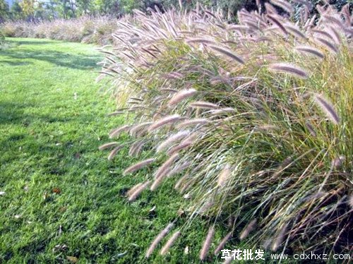 狼尾草图片狼尾草基地实拍