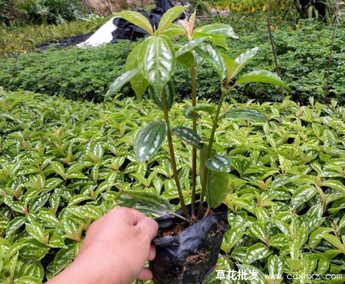 冷水花是哪个季节的?