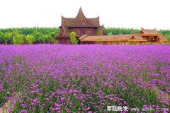 南方常见草花品种都有哪些？