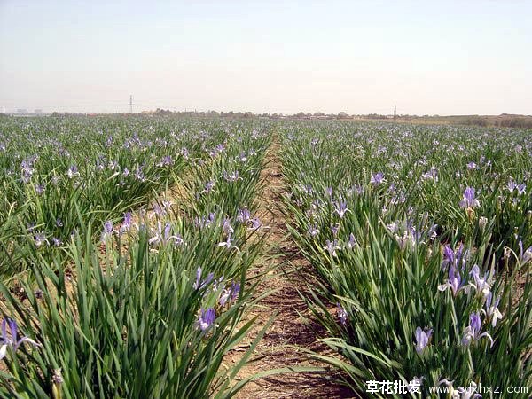 马蔺图片基地实拍图