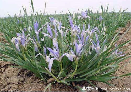 马蔺图片基地实拍图