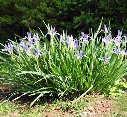 马蔺图片基地实拍图