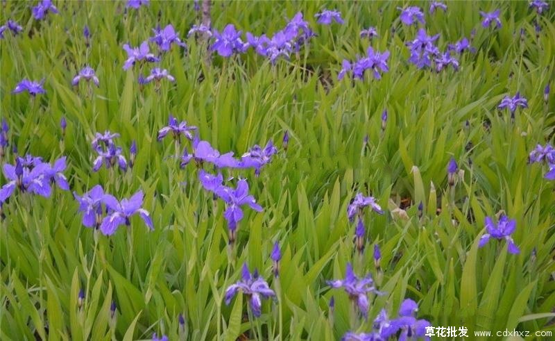 马蔺图片基地实拍图