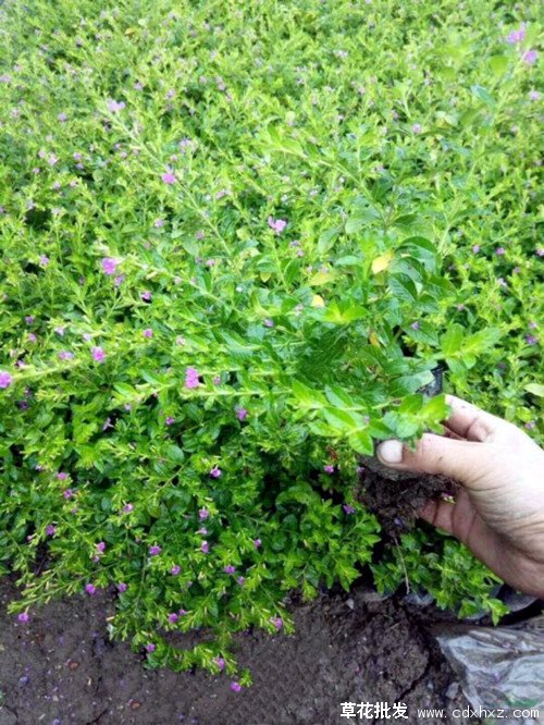 满天星图片基地实拍图