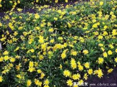 木春菊如何插杆繁殖？