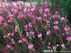 千鸟花什么时候开花？