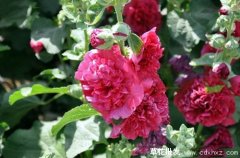 红色系的宿根花卉有哪些？