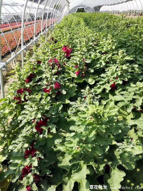 蜀葵图片基地实拍图