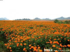 宿根花卉有哪些？