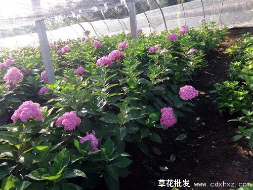 无尽夏绣球图片