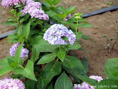 无尽夏绣球图片