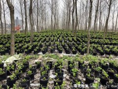 无尽夏绣球报价哪家便宜，无尽夏绣球多少钱一株