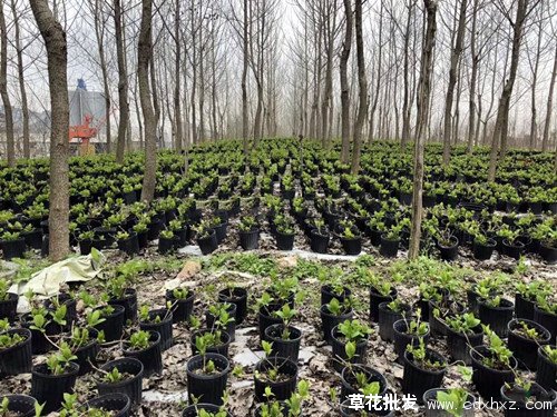 无尽夏绣球图片