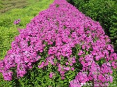 五色梅有毒吗？