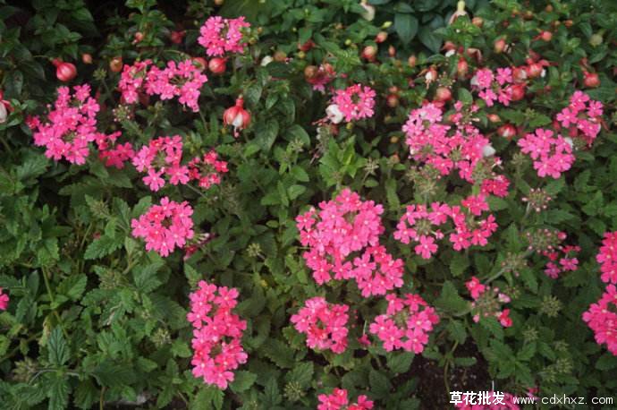 五色梅适合几月份种植?