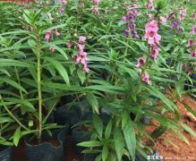 4月份适合种什么草花？