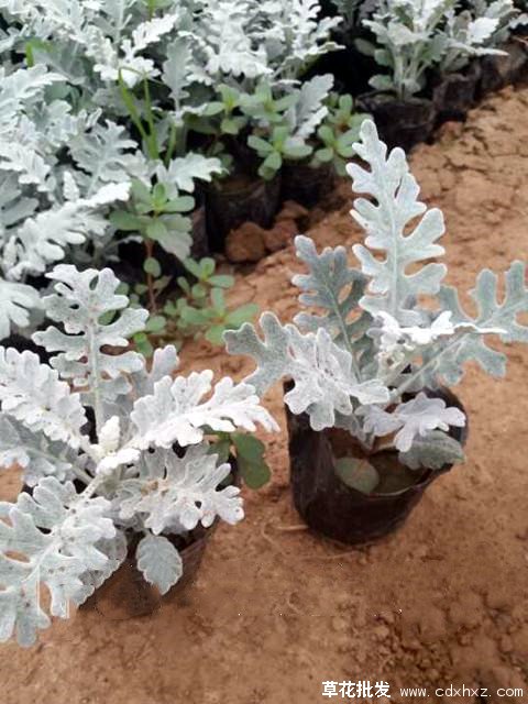 银叶菊图片基地实拍