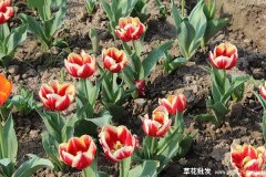 路边绿化常用到的草花哪有卖？