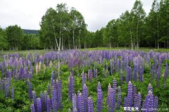 草花长出来叶子就黄为什么？