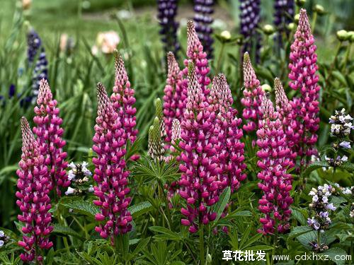 花境常用宿根花卉有哪些