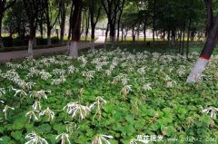 春天常见的宿根花卉有哪些呢？