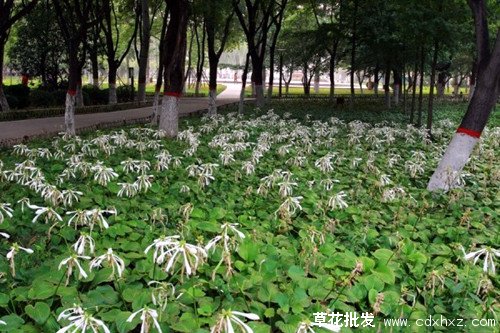 春天常见的宿根花卉图片