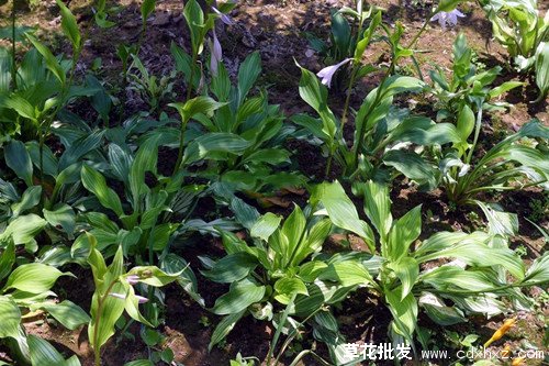 北方春天开花的宿根花卉有哪些?