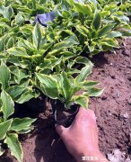 耐旱宿根花卉品种推荐