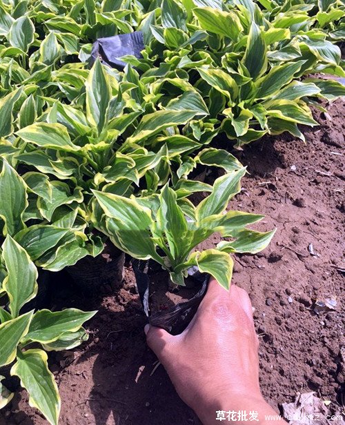 耐旱宿根花卉图片