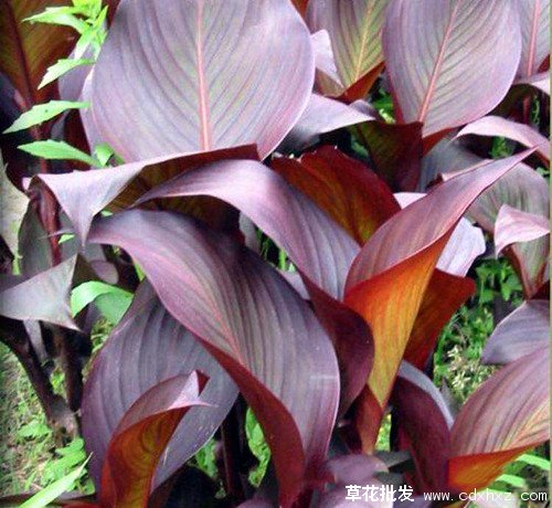 紫叶美人蕉图片基地实拍图