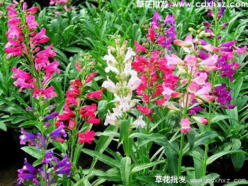 钓钟柳怎么养殖？