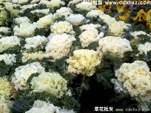 羽衣甘蓝的养殖方法和注意事项(图3)