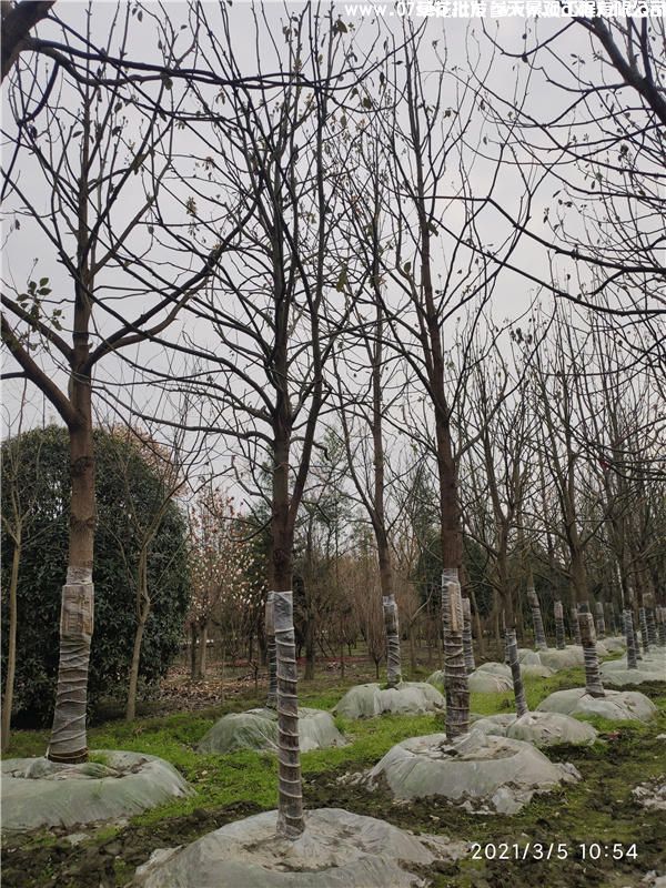 香樟(图2) 香樟(图2)