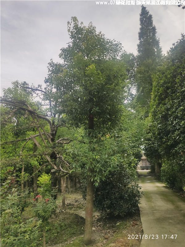 香樟(图3) 香樟(图3)