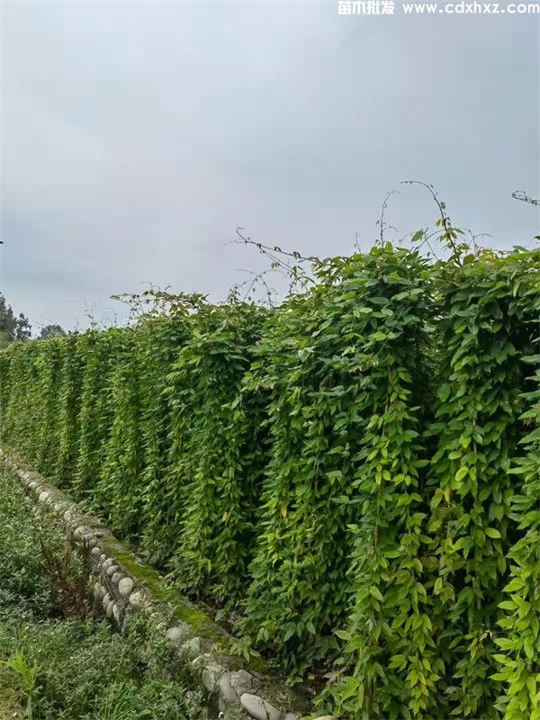 油麻藤图片 油麻藤图片