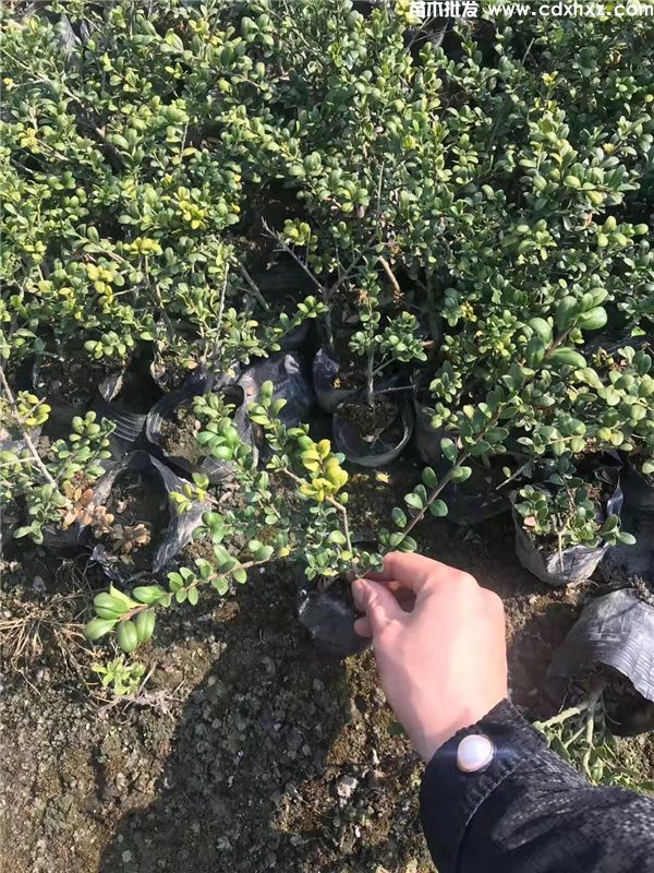 龟甲冬青基地实拍图片 龟甲冬青基地实拍图片