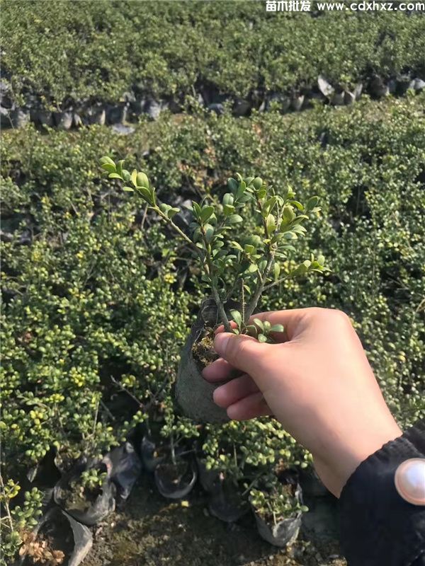 龟甲冬青基地实拍图片 龟甲冬青基地实拍图片