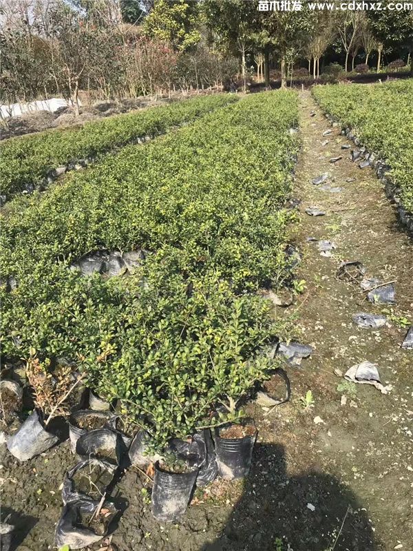 龟甲冬青基地实拍图片 龟甲冬青基地实拍图片