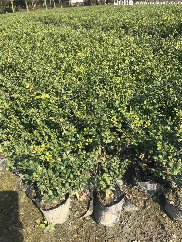 龟甲冬青基地实拍图片 龟甲冬青基地实拍图片