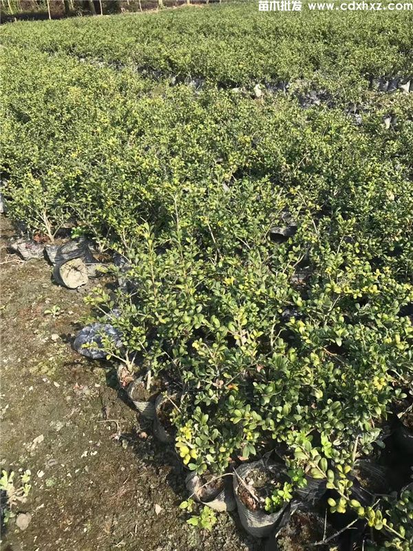 龟甲冬青基地实拍图片 龟甲冬青基地实拍图片