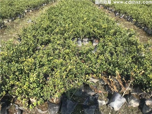 龟甲冬青基地实拍图片 龟甲冬青基地实拍图片