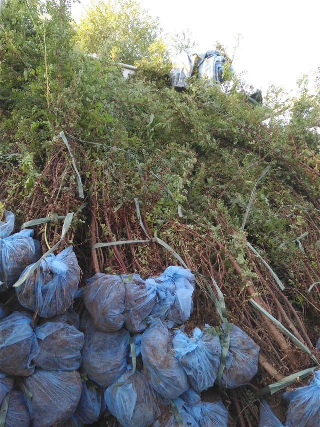 黄刺玫图片 黄刺玫图片